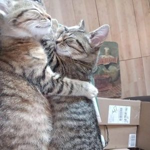 Meet your Posher, Ronda